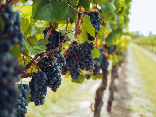 Top 5 Wine Harvests